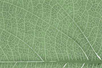 Leaf texture or leaf background for graphic website template. spring beauty. environment and ecology idea concept design.