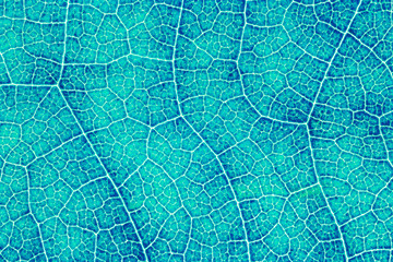 Leaf texture or leaf background for graphic website template. spring beauty. environment and ecology idea concept design.