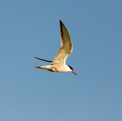 seagull in flight against blue sky