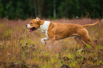 Naklejka na ściany i meble Running american Staffordshire terrier on yellow green grass