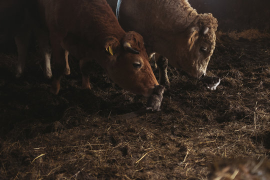 Cattle smooch with orphan kitten
