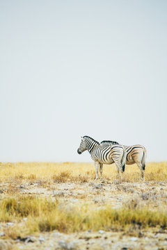 Vertical shot of two zebras on African savanna