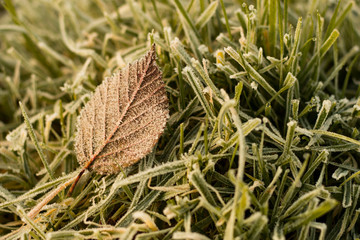 Frosty leaf on frozen grass