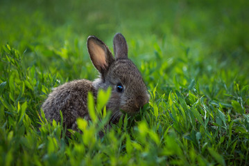 Little rabbit