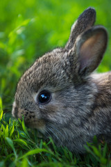Little rabbit