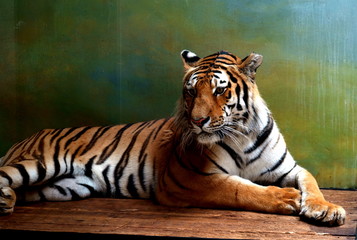 Fototapeta na wymiar chilling tiger