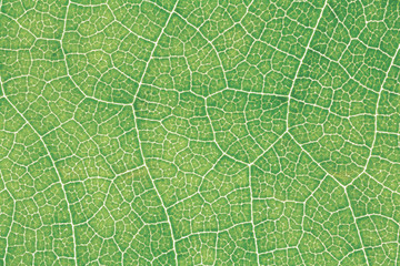 Fototapeta na wymiar Leaf texture or leaf background for graphic website template. spring beauty. environment and ecology idea concept design. Color effect.