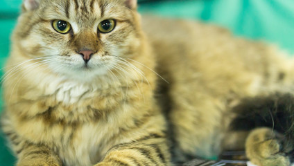 Portrait of a thoroughbred cat at the exhibition