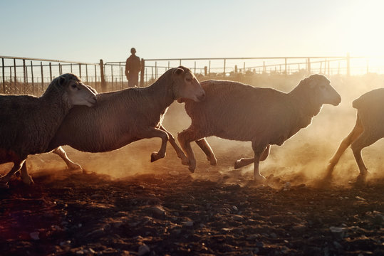 Sheep in paddock