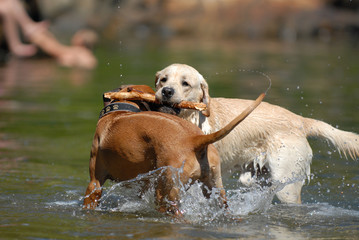 Playing dogs in water - 177390203