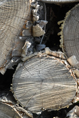 Logs close up - 177390206