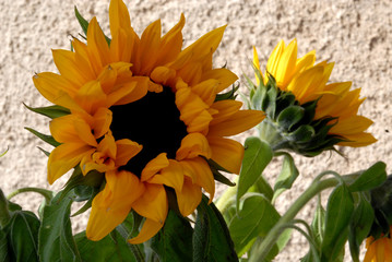 Sunflower - 177390265