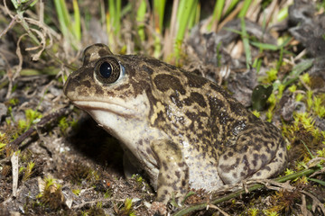 pelobates cultripes Pelobate cultripede