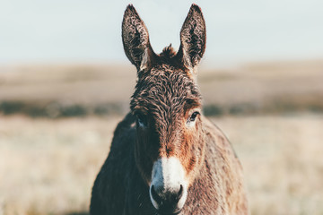 Donkey Farm Animal bruine kleur op prairie close-up hoofd (de ezel of ezel, Equus africanus asinus is een gedomesticeerd lid van de paardachtigen of paardenfamilie)