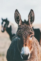 Fotobehang Donkey Farm Animal bruine kleur close-up (de ezel of ezel, Equus africanus asinus is een gedomesticeerd lid van de paardachtigen of paardenfamilie) © EVERST