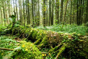 Wild old forest. Colorful green nature background