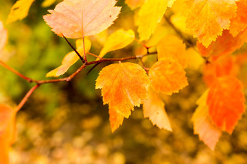 beautiful leaves on a tree in autumn