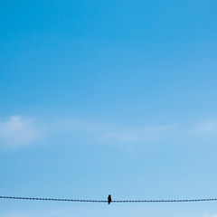 Bird on wire