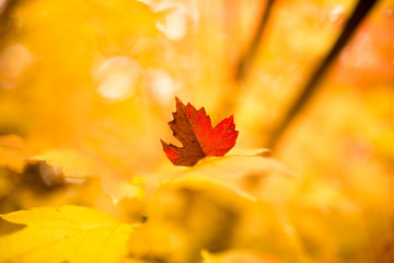 Naklejka na ściany i meble beautiful leaves on a tree in autumn