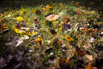 beautiful autumn background