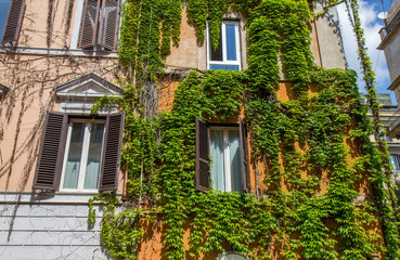 Windows on the old building in Rome, covered by ivy.