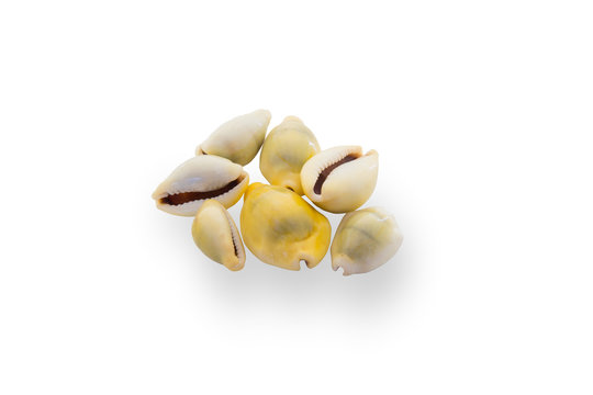 Money cowry sea shell isolated on white with clipping path