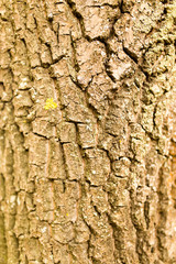 background of bark on tree on nature