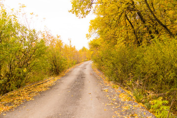 dirt road in the autumn