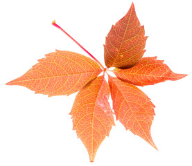 Autumn red leaf isolated on white background