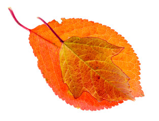 Autumn red leaf isolated on white background