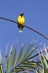 Yellow weaver