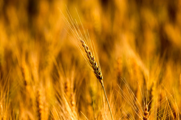 yellow ears of wheat at sunset in nature