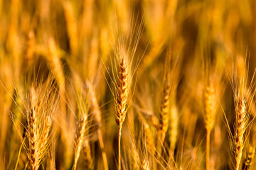 yellow ears of wheat at sunset in nature