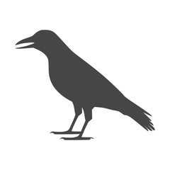 Crow vector illustration design, Crow silhouette 