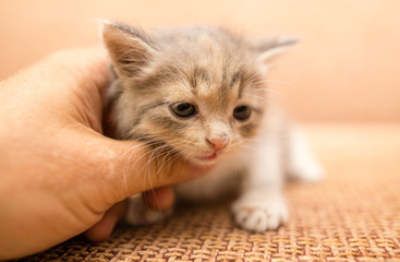 petting of a small kitten by hand