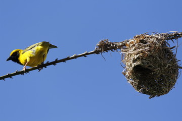 Tightrope walker weaver