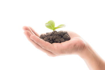 Plant in the hand on White background