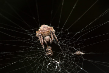 Spider eating the bait