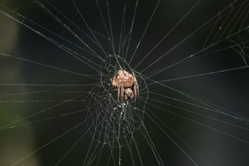 Spider eating the bait