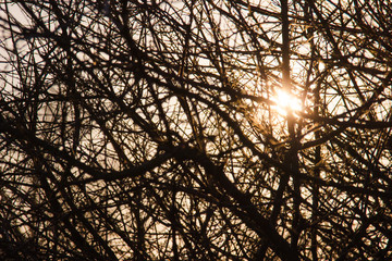 Hope - sun shines through branches
