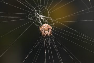 Spider eating the bait