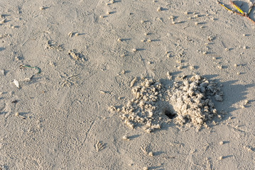 Hole of ghost crabs on the sand beach background.