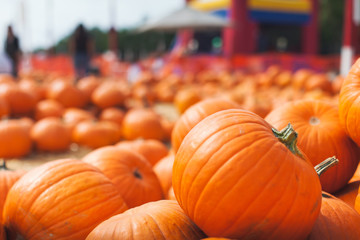 Fall pumpkin patch.