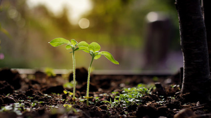 Two seedlings in the morning light.
