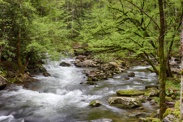 Two mountain streams joining into one with leafy green trees