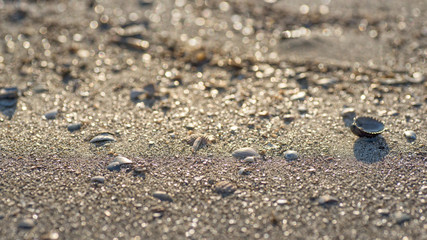 Muscheln im Abendlicht