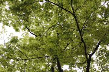 Maple trees in Japan