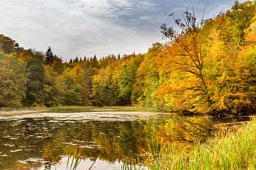 Herbst am Teich