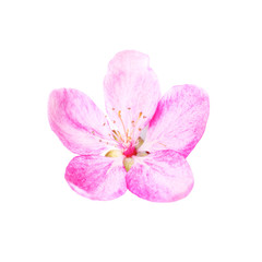 Pink flower isolated on white