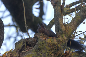 Eichhörnchen © were